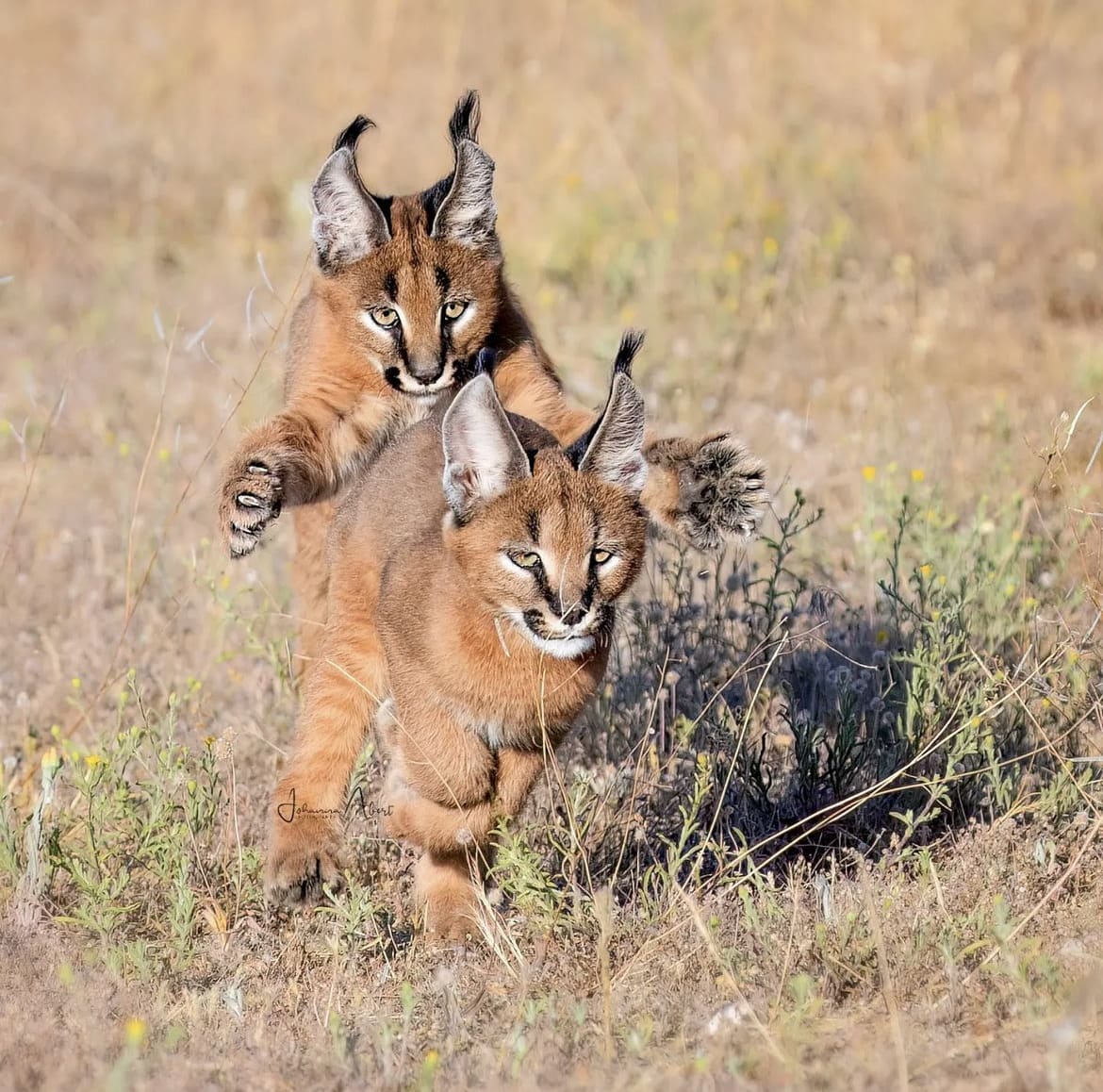 Caracal cubs playing